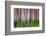 Evening Aspen-Ursula Abresch-Framed Photographic Print