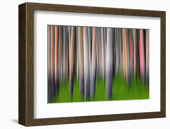 Evening Aspen-Ursula Abresch-Framed Photographic Print