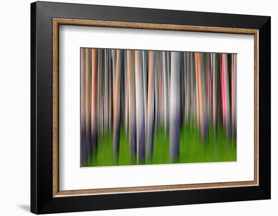 Evening Aspen-Ursula Abresch-Framed Photographic Print