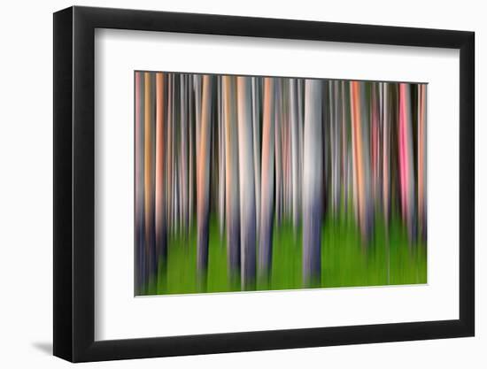 Evening Aspen-Ursula Abresch-Framed Photographic Print