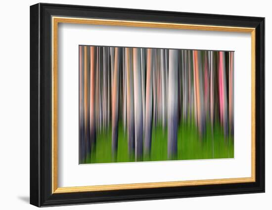 Evening Aspen-Ursula Abresch-Framed Photographic Print