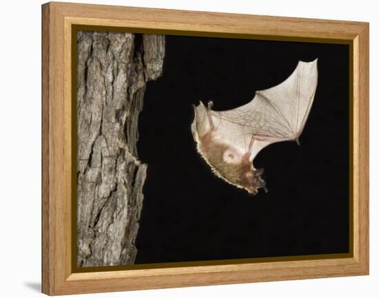 Evening Bat Flying at Night from Nest Hole in Tree, Rio Grande Valley, Texas, USA-Rolf Nussbaumer-Framed Premier Image Canvas