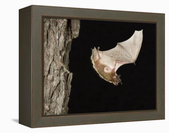 Evening Bat Flying at Night from Nest Hole in Tree, Rio Grande Valley, Texas, USA-Rolf Nussbaumer-Framed Premier Image Canvas