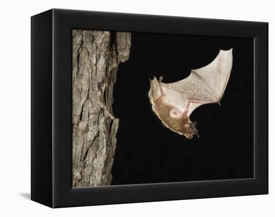 Evening Bat Flying at Night from Nest Hole in Tree, Rio Grande Valley, Texas, USA-Rolf Nussbaumer-Framed Premier Image Canvas