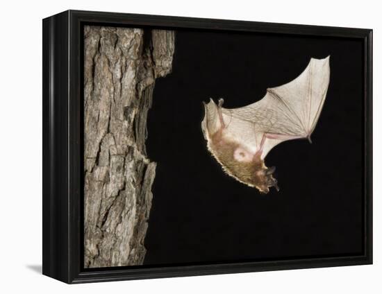 Evening Bat Flying at Night from Nest Hole in Tree, Rio Grande Valley, Texas, USA-Rolf Nussbaumer-Framed Premier Image Canvas