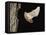 Evening Bat Flying at Night from Nest Hole in Tree, Rio Grande Valley, Texas, USA-Rolf Nussbaumer-Framed Premier Image Canvas