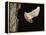 Evening Bat Flying at Night from Nest Hole in Tree, Rio Grande Valley, Texas, USA-Rolf Nussbaumer-Framed Premier Image Canvas