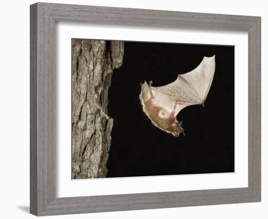 Evening Bat Flying at Night from Nest Hole in Tree, Rio Grande Valley, Texas, USA-Rolf Nussbaumer-Framed Photographic Print