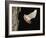 Evening Bat Flying at Night from Nest Hole in Tree, Rio Grande Valley, Texas, USA-Rolf Nussbaumer-Framed Photographic Print