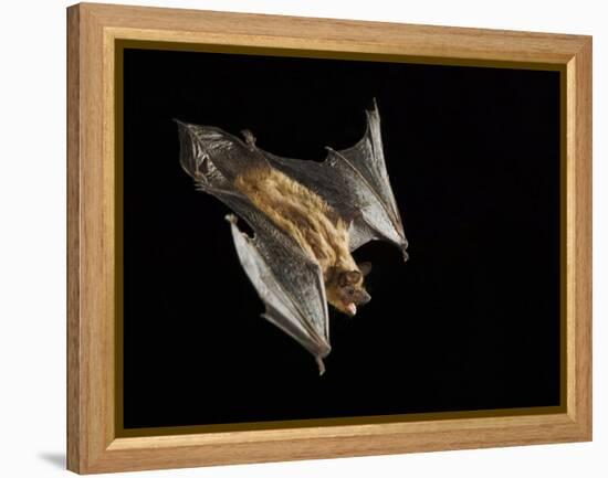 Evening Bat Flying at Night, Rio Grande Valley, Texas, USA-Rolf Nussbaumer-Framed Premier Image Canvas