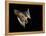 Evening Bat Flying at Night, Rio Grande Valley, Texas, USA-Rolf Nussbaumer-Framed Premier Image Canvas