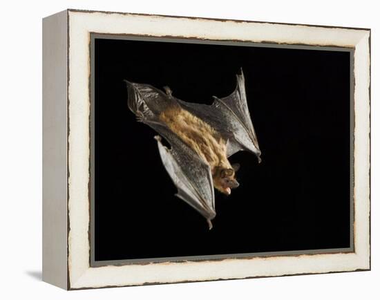 Evening Bat Flying at Night, Rio Grande Valley, Texas, USA-Rolf Nussbaumer-Framed Premier Image Canvas