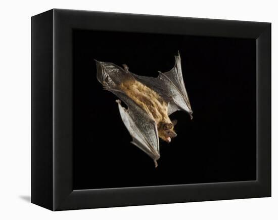 Evening Bat Flying at Night, Rio Grande Valley, Texas, USA-Rolf Nussbaumer-Framed Premier Image Canvas