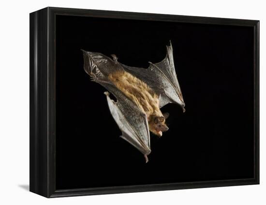 Evening Bat Flying at Night, Rio Grande Valley, Texas, USA-Rolf Nussbaumer-Framed Premier Image Canvas