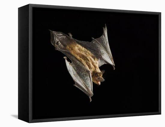 Evening Bat Flying at Night, Rio Grande Valley, Texas, USA-Rolf Nussbaumer-Framed Premier Image Canvas