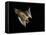 Evening Bat Flying at Night, Rio Grande Valley, Texas, USA-Rolf Nussbaumer-Framed Premier Image Canvas