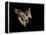 Evening Bat Flying at Night, Rio Grande Valley, Texas, USA-Rolf Nussbaumer-Framed Premier Image Canvas