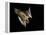 Evening Bat Flying at Night, Rio Grande Valley, Texas, USA-Rolf Nussbaumer-Framed Premier Image Canvas