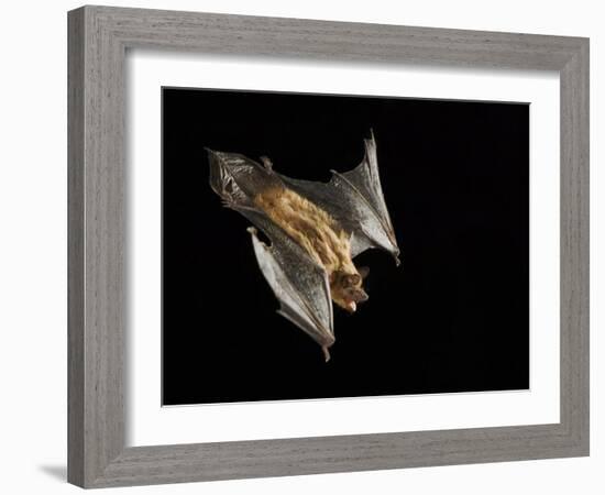 Evening Bat Flying at Night, Rio Grande Valley, Texas, USA-Rolf Nussbaumer-Framed Photographic Print