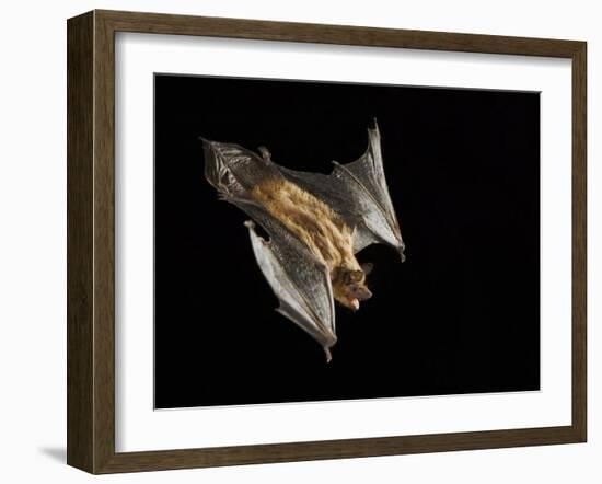 Evening Bat Flying at Night, Rio Grande Valley, Texas, USA-Rolf Nussbaumer-Framed Photographic Print