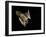 Evening Bat Flying at Night, Rio Grande Valley, Texas, USA-Rolf Nussbaumer-Framed Photographic Print