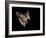 Evening Bat Flying at Night, Rio Grande Valley, Texas, USA-Rolf Nussbaumer-Framed Photographic Print