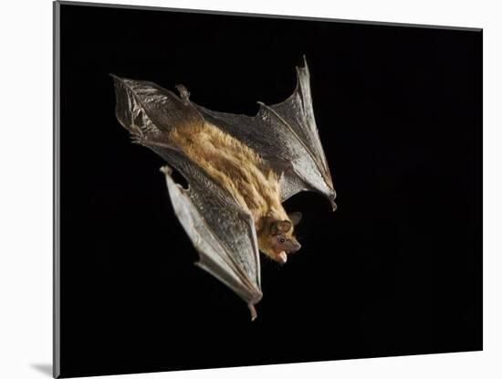Evening Bat Flying at Night, Rio Grande Valley, Texas, USA-Rolf Nussbaumer-Mounted Photographic Print