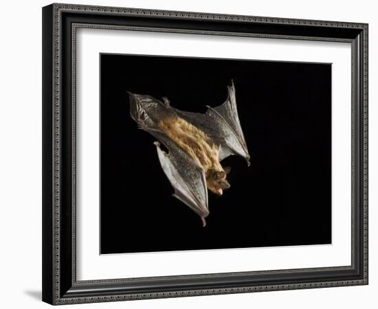 Evening Bat Flying at Night, Rio Grande Valley, Texas, USA-Rolf Nussbaumer-Framed Photographic Print