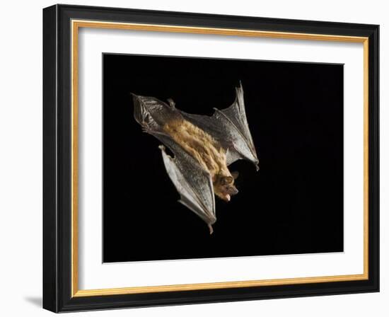 Evening Bat Flying at Night, Rio Grande Valley, Texas, USA-Rolf Nussbaumer-Framed Photographic Print