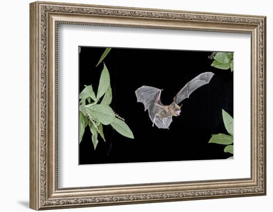 Evening Bat (Nycticeius Humeralis) in Flight with Mouth Open, North Florida, USA-Barry Mansell-Framed Photographic Print