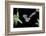 Evening Bat (Nycticeius Humeralis) in Flight with Mouth Open, North Florida, USA-Barry Mansell-Framed Photographic Print