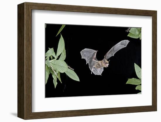 Evening Bat (Nycticeius Humeralis) in Flight with Mouth Open, North Florida, USA-Barry Mansell-Framed Photographic Print