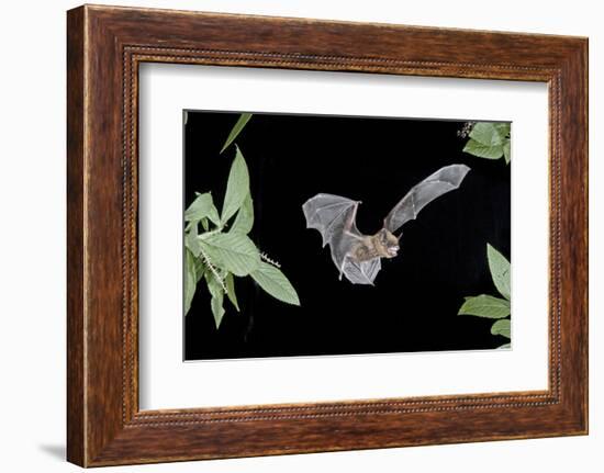 Evening Bat (Nycticeius Humeralis) in Flight with Mouth Open, North Florida, USA-Barry Mansell-Framed Photographic Print