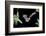 Evening Bat (Nycticeius Humeralis) in Flight with Mouth Open, North Florida, USA-Barry Mansell-Framed Photographic Print