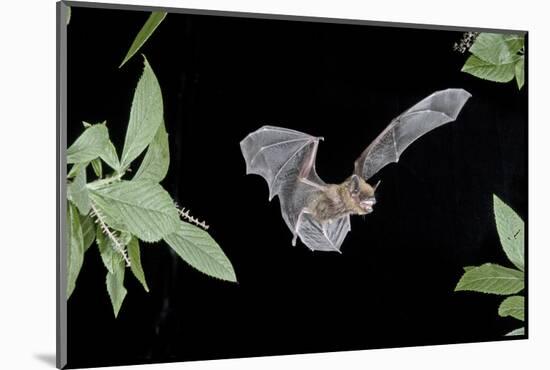 Evening Bat (Nycticeius Humeralis) in Flight with Mouth Open, North Florida, USA-Barry Mansell-Mounted Photographic Print