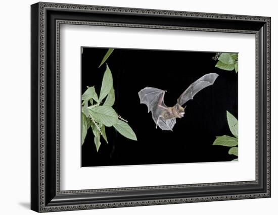 Evening Bat (Nycticeius Humeralis) in Flight with Mouth Open, North Florida, USA-Barry Mansell-Framed Photographic Print