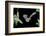 Evening Bat (Nycticeius Humeralis) in Flight with Mouth Open, North Florida, USA-Barry Mansell-Framed Photographic Print