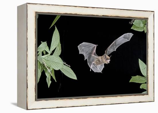 Evening Bat (Nycticeius Humeralis) in Flight with Mouth Open, North Florida, USA-Barry Mansell-Framed Premier Image Canvas