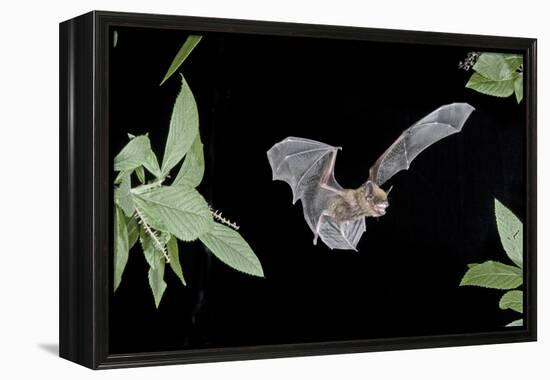 Evening Bat (Nycticeius Humeralis) in Flight with Mouth Open, North Florida, USA-Barry Mansell-Framed Premier Image Canvas