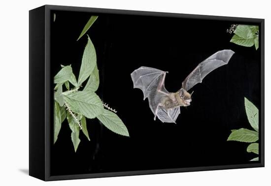 Evening Bat (Nycticeius Humeralis) in Flight with Mouth Open, North Florida, USA-Barry Mansell-Framed Premier Image Canvas