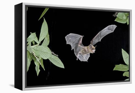 Evening Bat (Nycticeius Humeralis) in Flight with Mouth Open, North Florida, USA-Barry Mansell-Framed Premier Image Canvas