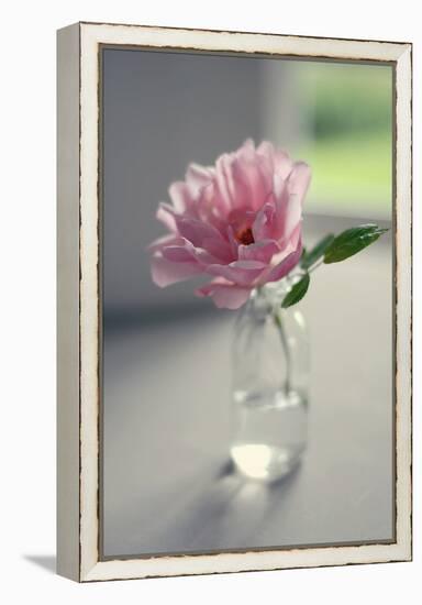 Evening Blooms-Sarah Gardner-Framed Stretched Canvas