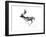 Evening Buck (Fallow Deer), 2007-Mark Adlington-Framed Giclee Print