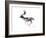 Evening Buck (Fallow Deer), 2007-Mark Adlington-Framed Giclee Print