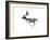 Evening Buck (Fallow Deer), 2007-Mark Adlington-Framed Giclee Print