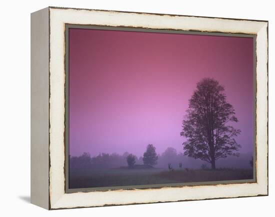 Evening Fields-PhotoINC-Framed Premier Image Canvas