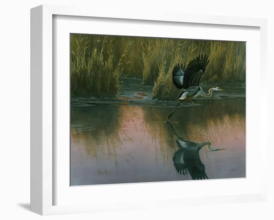 Evening Flight - Great Blue Heron-Wilhelm Goebel-Framed Giclee Print