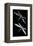 Evening Flight-FS Studio-Framed Premier Image Canvas