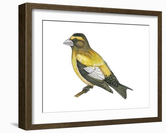 Evening Grosbeak (Coccothraustes Vespertinus), Birds-Encyclopaedia Britannica-Framed Art Print