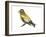 Evening Grosbeak (Coccothraustes Vespertinus), Birds-Encyclopaedia Britannica-Framed Art Print